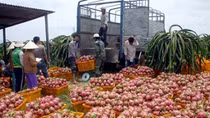 Doanh nghiệp nông nghiệp vẫn “gùi hàng đi trên cầu khỉ”