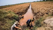 Ứng phó với hạn mặn khốc liệt