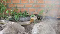 “Rắn hổ mây đại náo trần gian” 