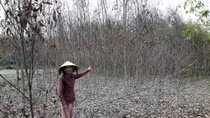 Keo chết hàng loạt, nông dân Quảng Ngãi thiệt hại hàng tỷ đồng