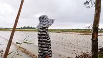Mưa lũ gây thiệt hại nặng nề cho nông dân các tỉnh miền Trung