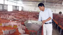 Các hộ nuôi lợn chưa nên tăng, tái đàn