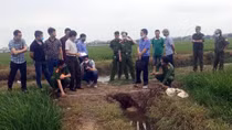 Cảnh báo nguy hiểm khi sử dụng bẫy điện diệt chuột tại Hải Dương