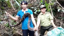 Đầu bếp nhà hàng đặc sản giao nộp 1 con trăn quý hiếm