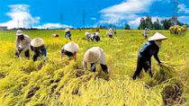 Một nông dân Việt Nam được Liên Hợp Quốc vinh danh