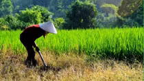 Đeo vàng đi làm rẫy bị cướp