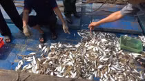 Cá biển chết bất thường ở Quảng Trị