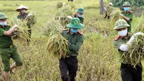 Chiến sĩ Công an giúp dân gặt lúa trong mùa dịch COVID-19