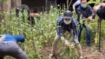 Vườn anh túc trồng chen giữa làng hoa Tây Tựu