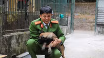 Những người thầy tận tâm với nghề chăm Cảnh khuyển