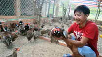Gặp ông chủ trẻ có 500 con chim trĩ đỏ