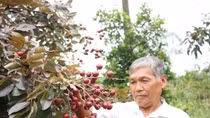 Giống nhãn “lạ” ở Sóc Trăng: Độc đáo nhưng không nên trồng ồ ạt (!)