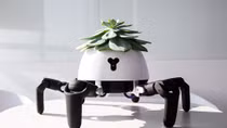 Bulbasaur: Robot chăm sóc cây