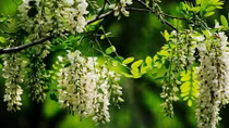 Cây hòe hoa trắng