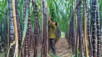 Triển khai giải pháp phát triển ngành mía đường trong tình hình mới