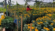 Hoa Tây Tựu giảm giá, sức mua vẫn yếu