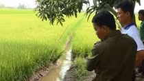Đi cắm lại mốc giới ruộng lúa, người đàn ông dính bẫy diệt chuột tử vong