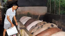 “Thủ phủ” chăn nuôi Đồng Nai e dè trước sức ép thịt giá rẻ nhập khẩu
