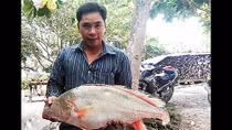 Cá sủ vàng 5,5 kg mắc lưới ngư dân trên sông Hậu