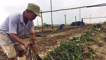Nhiều làng hoa Tết ở Cố đô Huế nguy cơ mất trắng sau lũ