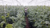 Tích tụ ruộng đất, mở rộng hạn điền: Được nhiều hơn mất