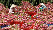 Ký kết nhiều thỏa thuận tiêu thụ thanh long cho Bình Thuận