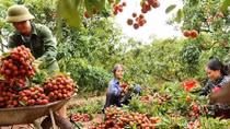 Nỗ lực đưa quả vải sang Nhật Bản