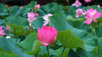 Lỡ hẹn một mùa sen
