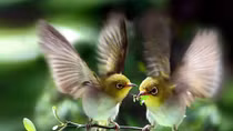 Tiếng chim trong thành phố...