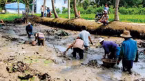 Về miền Tây tát đìa ăn Tết