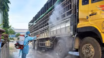 Xe tải chở đàn heo nhiễm dịch tả lợn Châu Phi ở Quảng Nam