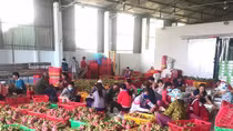 Xác minh thông tin trái cây xuất sang Trung Quốc phải truy xuất nguồn gốc
