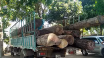 "Mang" gỗ lậu "bỏ" giữa TP Kon Tum