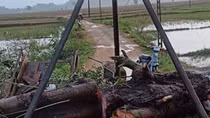 Cây cổ thụ gãy đổ khiến một phụ nữ tử vong thương tâm 