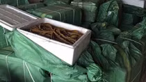 Thu giữ hơn 1,3 tấn lòng lợn bốc mùi