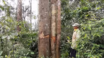 Phản hồi vụ phá rừng tự nhiên giáp ranh Trà Vân – Trà Giáp