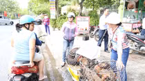 Mượn danh Hiệp hội Chăn nuôi để “giải cứu gà”?