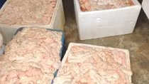 Phát hiện 1,5 tấn lòng lợn ngâm hóa chất