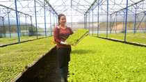 Nữ nông dân trẻ kiếm trên 3 tỷ mỗi năm từ bán rau giống