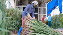 Cận Tết, giá hoa Đà Lạt bất ngờ "lao dốc"
