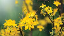 Mai vàng nghề chơi lắm công phu