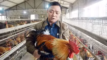 Thụ tinh nhân tạo để bảo tồn và phát triển đàn gà "râu"