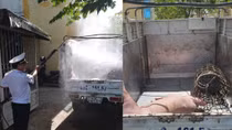 Xe tải chở heo chết vượt trạm kiểm dịch vào Đà Nẵng