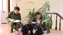 Biểu dương tập thể, cá nhân đã phát hiện 2 cá thể gấu ngựa đang được mua bán trái phép