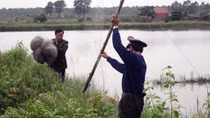 Quảng Ninh chỉ đạo khẩn bảo vệ đàn chim di cư
