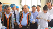 Thủ tướng Nguyễn Xuân Phúc: Sâm Ngọc Linh là Quốc bảo của Việt Nam