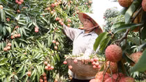 Thị trường và chất lượng là “át chủ bài” ngành nông nghiệp