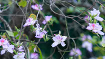 Hà Nội lần đầu tiên tổ chức lễ hội hoa ban