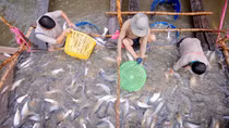 Trung Quốc thành nhà nhập khẩu cá tra lớn nhất: Mừng và lo