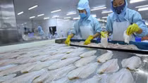 EVFTA: Tạo cú hích cho xuất khẩu thủy sản Việt Nam vào EU